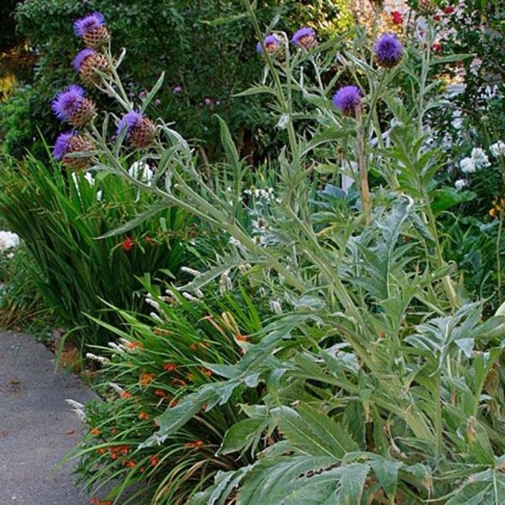 Artichoke, Traditional Low Maintenance Backyard & Pool Remodel, Gilbert, AZ - LADiva Artistry Landscape Design Solutions, specializing in edible and tropical garden design in Gilbert, AZ. Featuring Custom 2D Color Master Landscape Design Plans and 3D Virtual Walkthrough Tours. Cultivating beautiful, productive oases in the greater Phoenix, Arizona area showcasing tropical trees, fruit trees, edible plants and herbs in low maintenance, stunning gardens.