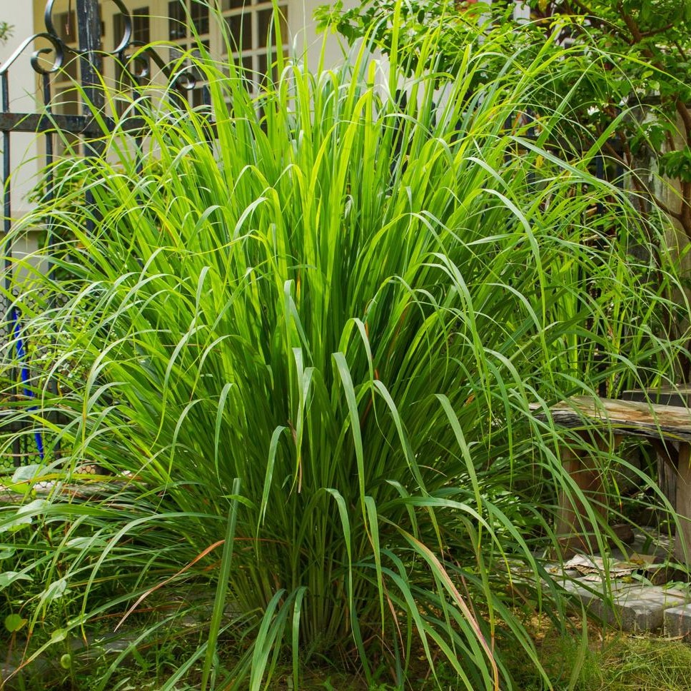 Lemon Grass, Traditional Low Maintenance Backyard & Pool Remodel, Gilbert, AZ - LADiva Artistry Landscape Design Solutions, specializing in edible and tropical garden design in Gilbert, AZ. Featuring Custom 2D Color Master Landscape Design Plans and 3D Virtual Walkthrough Tours. Cultivating beautiful, productive oases in the greater Phoenix, Arizona area showcasing tropical trees, fruit trees, edible plants and herbs in low maintenance, stunning gardens.