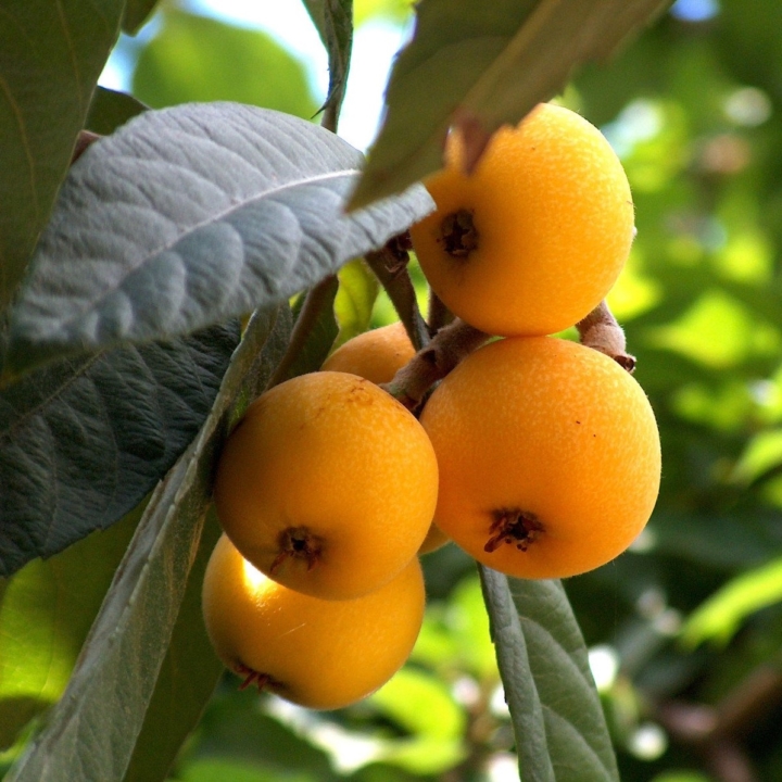 Loquat Tree, B&B Property Design with New Entry Garden & Edible Sanctuary for Guests, Phoenix, AZ - LADiva Artistry Landscape Design Solutions, specializing in edible & tropical garden design in Gilbert, AZ. Featuring Custom 2D Color Master Landscape Design Plans and 3D Virtual Walkthrough Tours. Cultivating beautiful, productive oases in the greater Phoenix, Arizona area showcasing tropical trees, fruit trees, edible plants and herbs in low maintenance, stunning gardens.