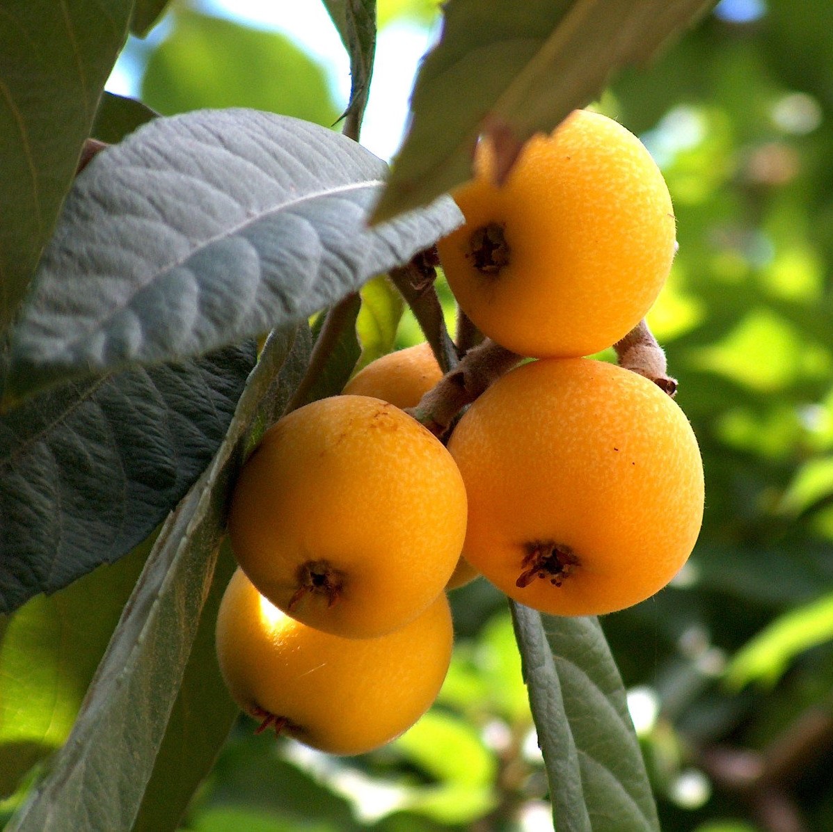 Loquat Tree, B&B Property Design with New Entry Garden & Edible Sanctuary for Guests, Phoenix, AZ - LADiva Artistry Landscape Design Solutions, specializing in edible & tropical garden design in Gilbert, AZ. Featuring Custom 2D Color Master Landscape Design Plans and 3D Virtual Walkthrough Tours. Cultivating beautiful, productive oases in the greater Phoenix, Arizona area showcasing tropical trees, fruit trees, edible plants and herbs in low maintenance, stunning gardens.