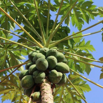 Papaya Tree, B&B Property Design with New Entry Garden and Edible Sanctuary for Guests, Phoenix, AZ - LADiva Artistry Landscape Design Solutions, specializing in edible & tropical garden design in Gilbert, AZ. Featuring Custom 2D Color Master Landscape Design Plans and 3D Virtual Walkthrough Tours. Cultivating beautiful, productive oases in the greater Phoenix, Arizona area showcasing tropical trees, fruit trees, edible plants & herbs in low maintenance, stunning gardens.