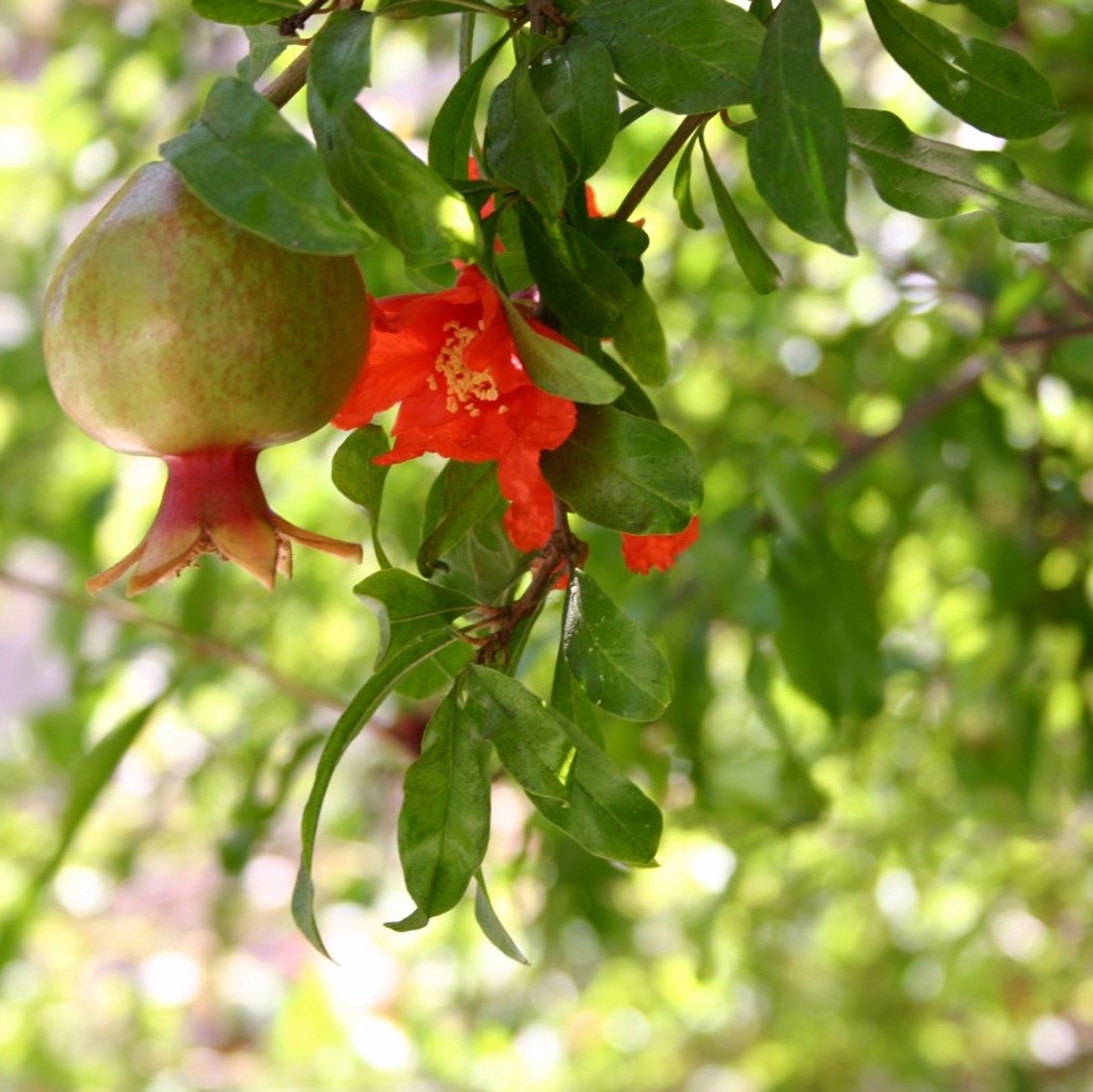 Pomegranate Tree, Luxury Entertainment Meets Colorful Custom Retreat, Gilbert, AZ - LADiva Artistry Landscape Design Solutions, specializing in edible & tropical garden design in Gilbert, AZ. Featuring Custom 2D Color Master Landscape Design Plans and 3D Virtual Walkthrough Tours. Cultivating beautiful, productive oases in the greater Phoenix, Arizona area showcasing tropical trees, fruit trees, edible plants & herbs in low maintenance, stunning gardens.