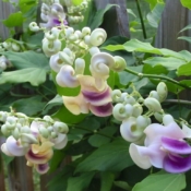 Snail Vine - Traditional Low Maintenance Backyard & Pool Remodel with Flood Irrigation - Gilbert, AZ - LADiva Artistry Landscape Design Solutions