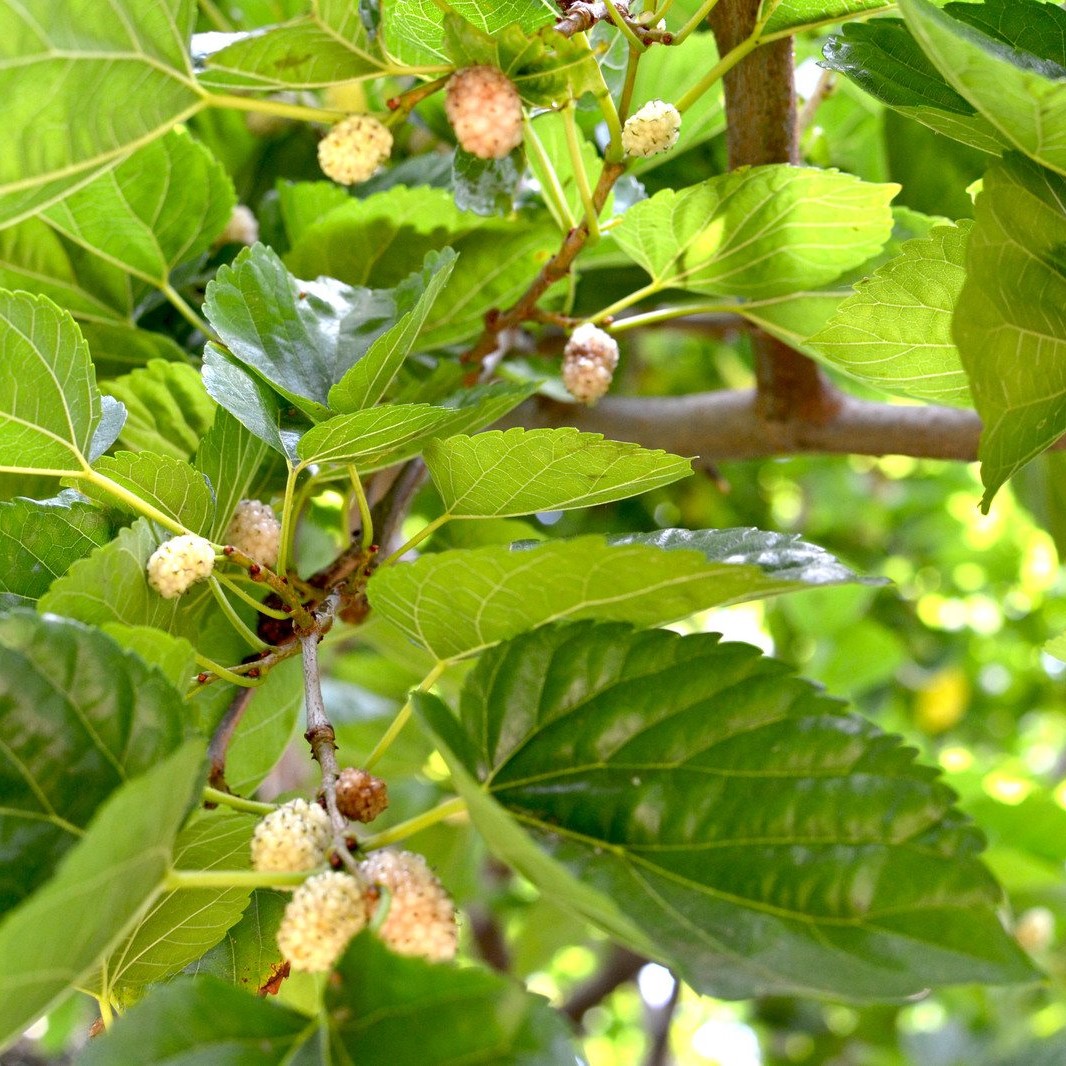 Mulberry Tree, Traditional Low Maintenance Backyard & Pool Remodel, Gilbert, AZ - LADiva Artistry Landscape Design Solutions, specializing in edible and tropical garden design in Gilbert, AZ. Featuring Custom 2D Color Master Landscape Design Plans and 3D Virtual Walkthrough Tours. Cultivating beautiful, productive oases in the greater Phoenix, Arizona area showcasing tropical trees, fruit trees, edible plants and herbs in low maintenance, stunning gardens.